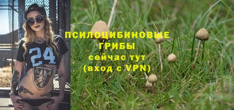 blacksprut ССЫЛКА  Луза  Галлюциногенные грибы MAGIC MUSHROOMS  наркошоп 